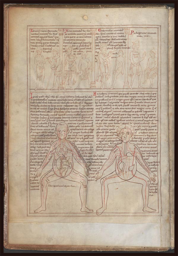 Anatomical manual