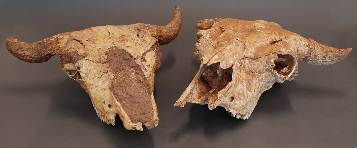 Bison skulls