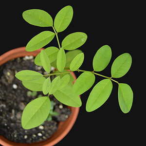 Indigo plant