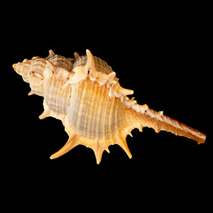 murex sea snail