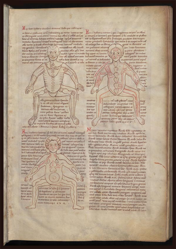 Anatomical manual