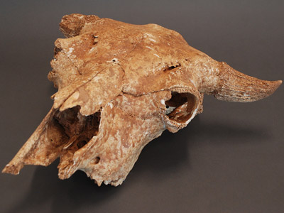 Bison skulls and mandibles