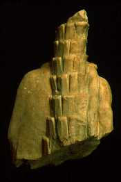 Male torso, back (MNR 310252)