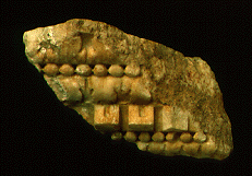 Architectural fragment (KM 2427)