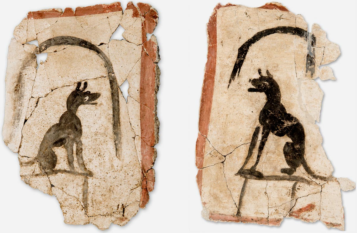Paintings of jackals on stucco from Terenouthis