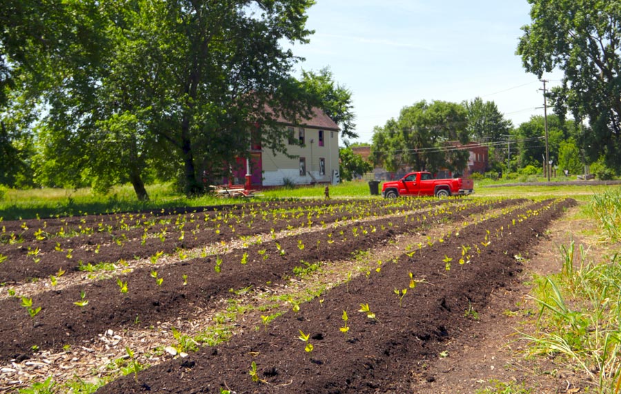 Rows of cowpea shoots at Oakland Avenue Urban Farm